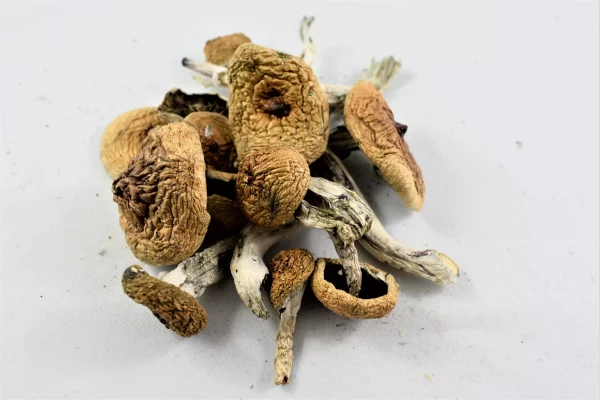 Psilocybe cubensis is a fungus belonging to the Hymenogastraceae family.How To Buy Penis Envy Magic Mushrooms Online and Be Safe Doing It
