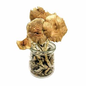 Golden Teacher Magic Mushrooms 1
