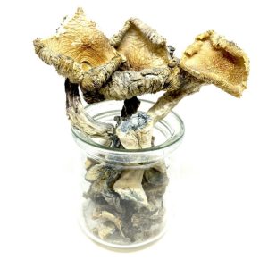 Want to buy Blue Meanie magic mushrooms online? Learn how to find and purchase these edible fungi with our ultimate guide.