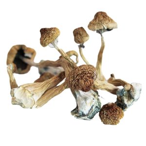 Best Mushroom Strain For Magic mushrooms
