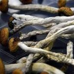 Have you been wondering where to buy Penis Envy Magic Mushrooms? Find the best suppliers for Magic Mushrooms with this comprehensive guide.