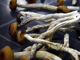 Looking to Buy Psychedelic Mushrooms Online? Our guide will show you how to do it with ease and safety. 
