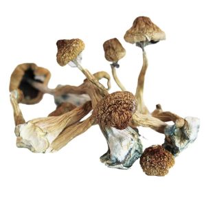 Exploring the Potency of Penis Envy Magic Mushrooms